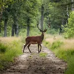Schitterend 6 Persoons Met Hottub Aan De Bossen *