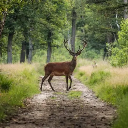 Schitterend 6 Persoons Met Hottub Aan De Bossen *