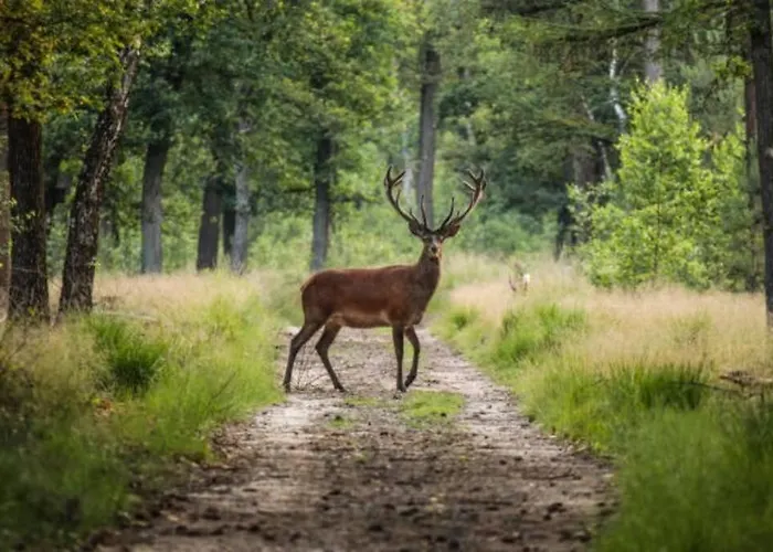 Schitterend 6 Persoons Met Hottub Aan De Bossen *